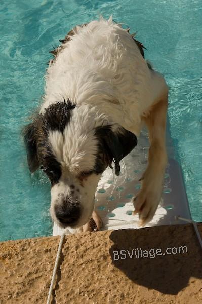 salvataggio animali domestici in piscina