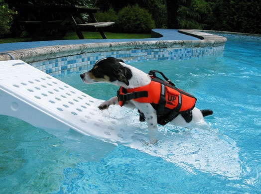 accessorio per piscina per la sicurezza del tuo cane e gatto 