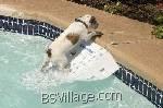 sicurezza del tuo cane in piscina