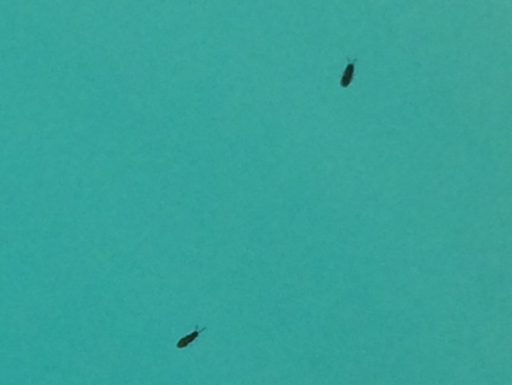 Foto piscina.JPG