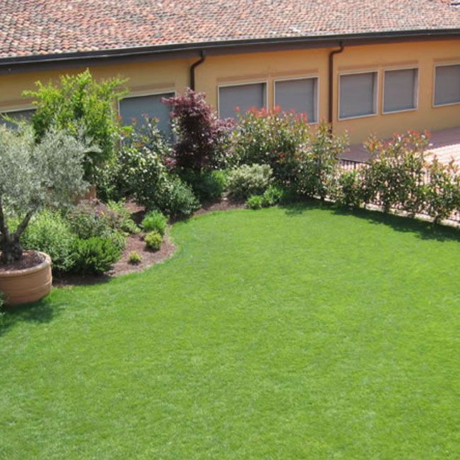 Prato Erboso In Rotoli Dicondra Bsvillagecom